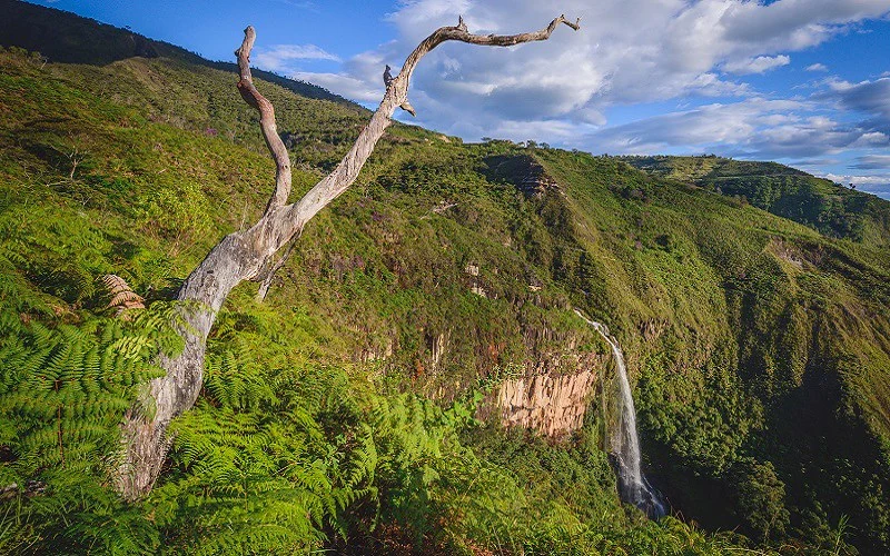 Huarango