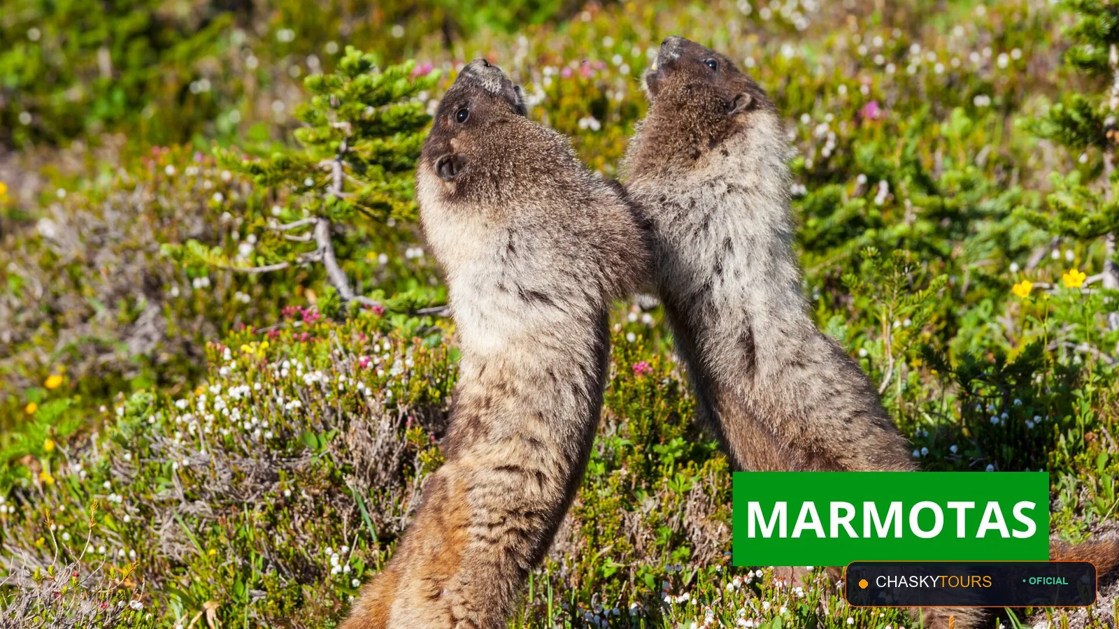 Mirador Turístico Natural de Marmot foto 4