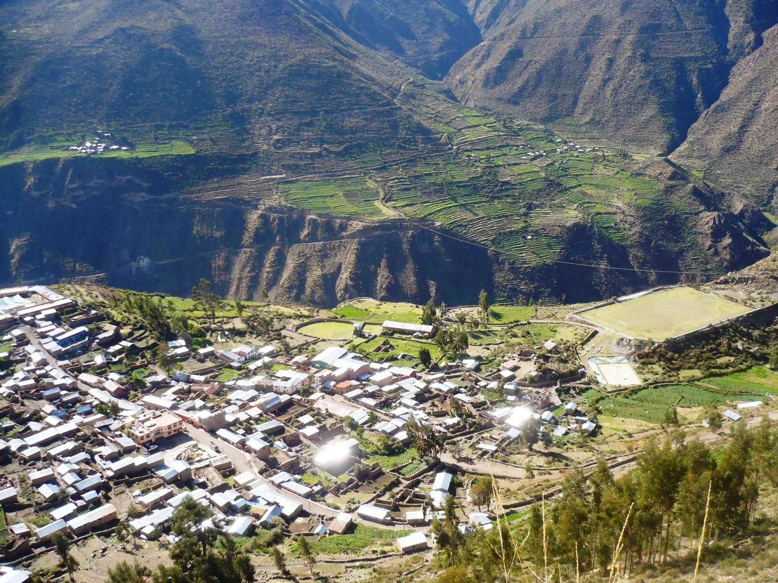 Puyca