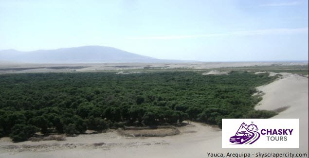 Yauca - Foto 2